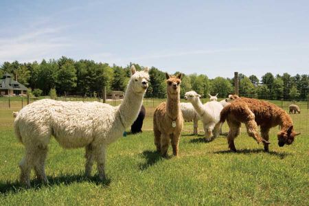 What Are Alpacas Good For? All About Raising Alpacas Image